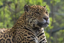 image of jaguar_car