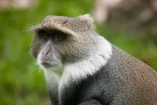image of guenon