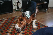 image of basset
