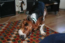 image of basset #31