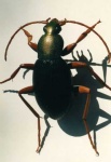 image of ground_beetle #20