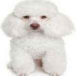 image of poodle #10