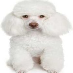 image of animal