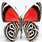 image of animal
