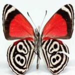 image of butterfly #26