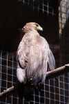 image of kite