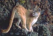 image of cougar_body