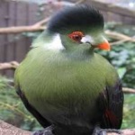 image of bird