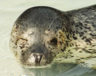 image of animal