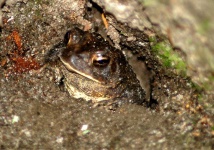 image of tailed_frog
