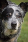 image of kelpie