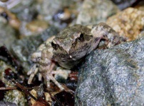 image of tailed_frog