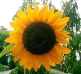 image of sunflower #20