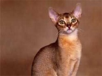 image of animal