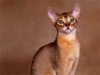 image of abyssinian #20