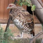 image of bird