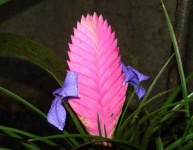 image of flower