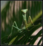image of mantis
