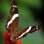 image of banded_butterfly #112