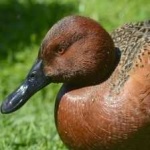 image of bird