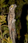 image of potoo