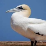 image of bird