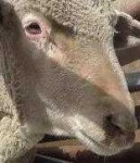 image of animal