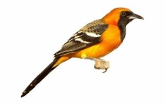 image of oriole