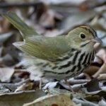 image of bird