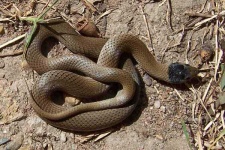 image of snake #23