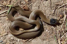 image of animal