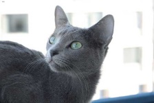 image of animal