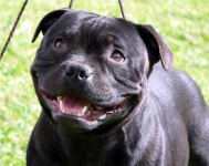 image of staffordshire_bullterrier #23