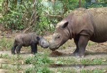 image of animal