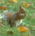 image of fox_squirrel