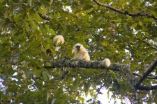 image of langur