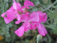image of flower