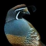 image of bird