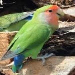 image of bird