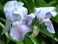 image of flower