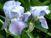 image of bearded_iris #42