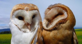 image of animal