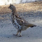 image of grouse #4