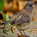 image of bird