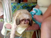 image of shih_tzu