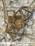 image of wolf_spider