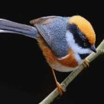 image of bird