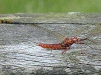 image of mayfly