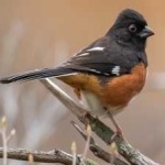 image of bird