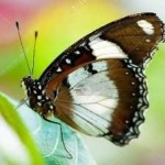 image of animal